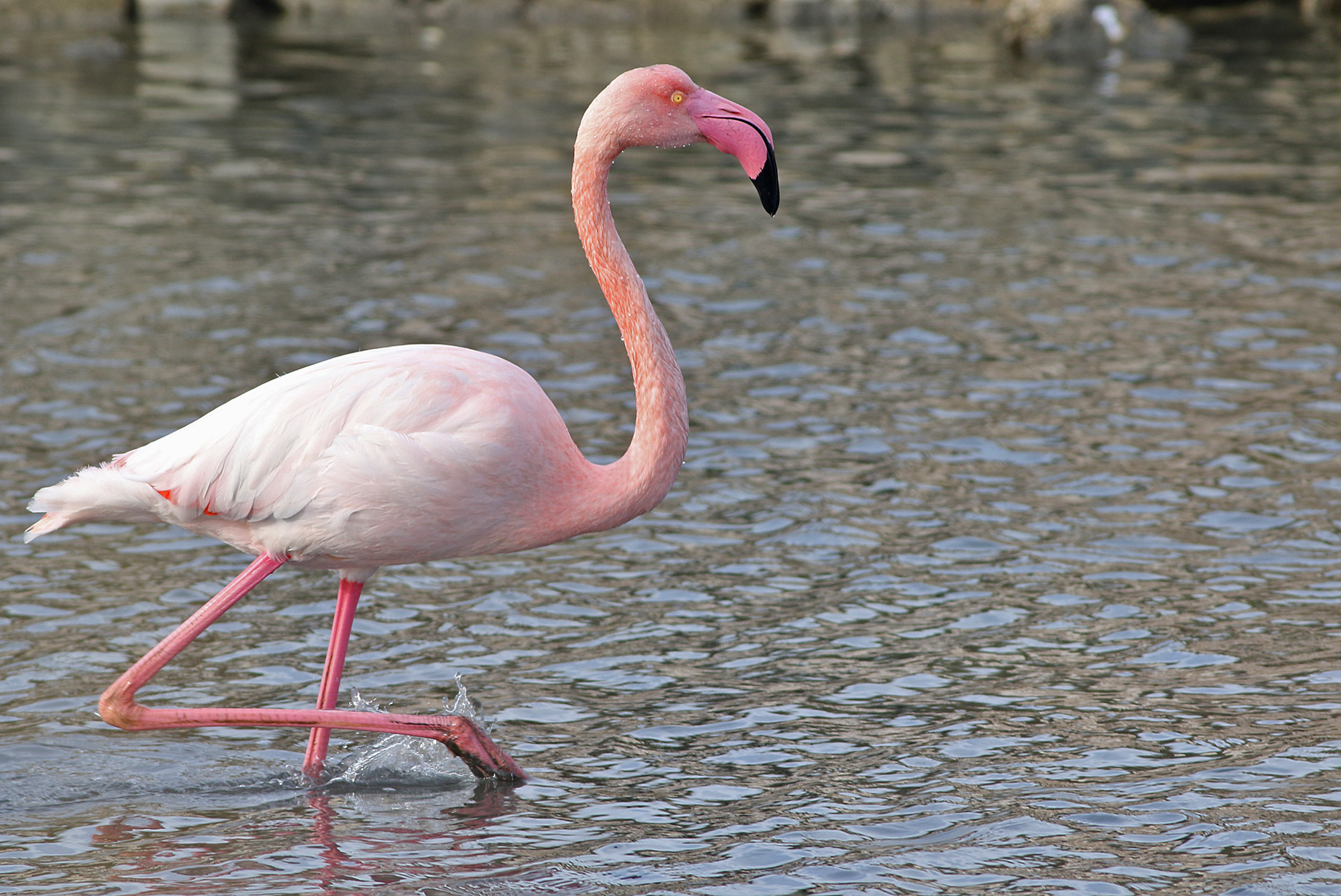 Greater Flamingo